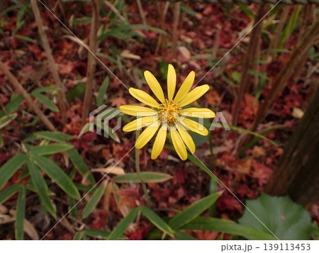 ツワブキの花 ツワブキの花 139113453