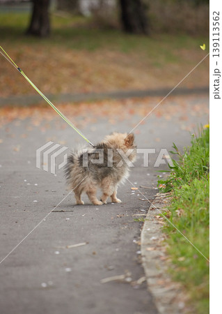 春の公園で可愛いポメラニアンの子犬と散歩の姿	 139113562