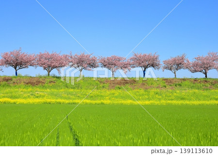 思川桜と菜の花／栃木県 小山市 間々田 139113610