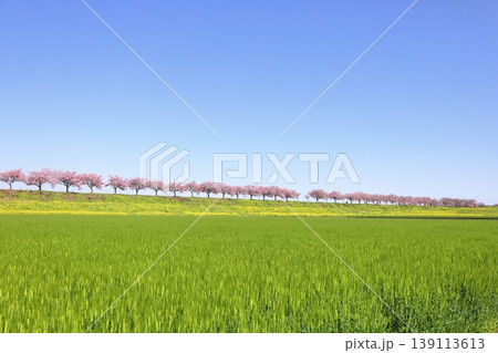 思川沿いの土手に広がる思川桜と菜の花／栃木県 小山市 間々田 139113613