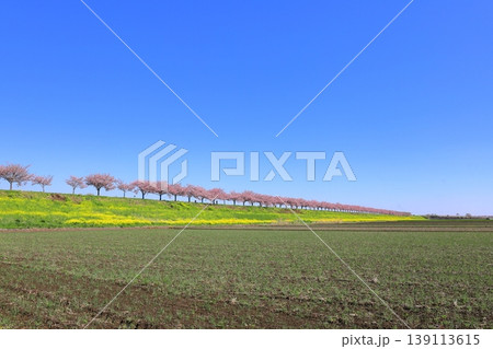 思川沿いの土手に広がる思川桜と菜の花／栃木県 小山市 間々田 139113615