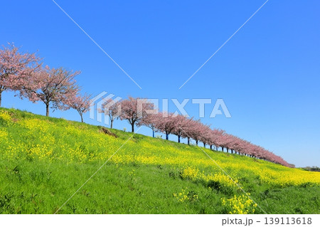 思川桜と菜の花/栃木県 小山市 間々田 思川桜と菜の花/栃木県 小山市 間々田 139113618