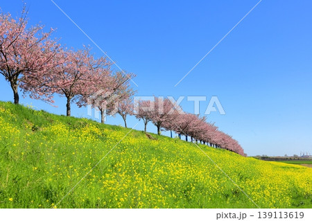 思川桜と菜の花／栃木県 小山市 間々田 139113619