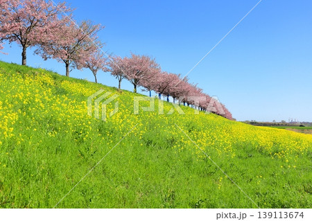 思川沿いの土手に広がる思川桜と菜の花/栃木県 小山市 間々田 思川沿いの土手に広がる思川桜と菜の花/栃木県 小山市 間々田 139113674