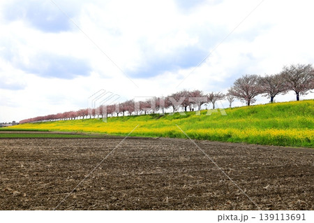 思川沿いの土手に広がる思川桜と菜の花/栃木県 小山市 間々田 思川沿いの土手に広がる思川桜と菜の花/栃木県 小山市 間々田 139113691