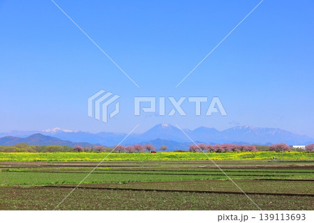 思川沿いの土手に広がる思川桜と菜の花／栃木県 小山市 間々田 139113693