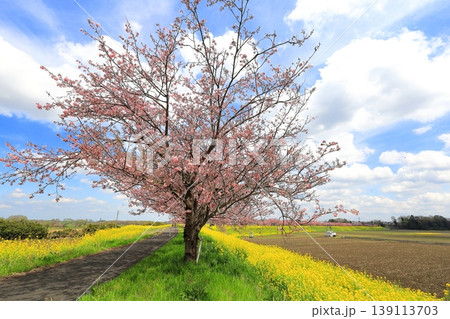 思川沿いの土手に広がる思川桜と菜の花/栃木県 小山市 間々田 思川沿いの土手に広がる思川桜と菜の花/栃木県 小山市 間々田 139113703