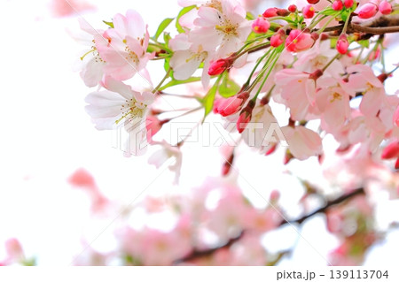 思川桜/栃木県 小山市 間々田 思川桜/栃木県 小山市 間々田 139113704