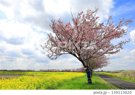 思川沿いの土手に広がる思川桜と菜の花／栃木県 小山市 間々田 139113820