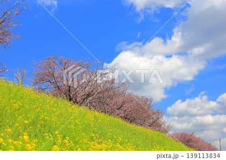 思川桜と菜の花/栃木県 小山市 間々田 思川桜と菜の花/栃木県 小山市 間々田 139113834