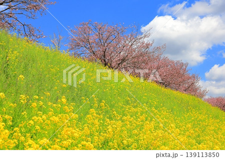 思川桜と菜の花／栃木県 小山市 間々田 139113850