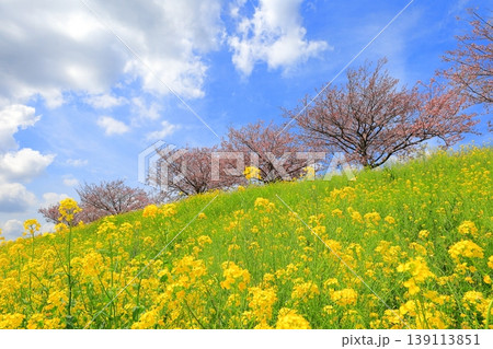 思川桜と菜の花/栃木県 小山市 間々田 思川桜と菜の花/栃木県 小山市 間々田 139113851