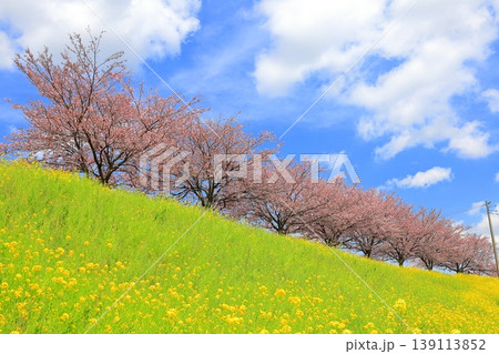 思川沿いの土手に広がる思川桜と菜の花／栃木県 小山市 間々田 139113852