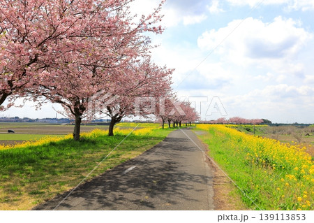 思川沿いの土手に広がる思川桜と菜の花/栃木県 小山市 間々田 思川沿いの土手に広がる思川桜と菜の花/栃木県 小山市 間々田 139113853