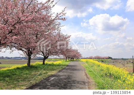 思川沿いの土手に広がる思川桜と菜の花／栃木県 小山市 間々田 139113854
