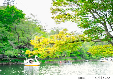 新緑の東京・井の頭公園 139113922