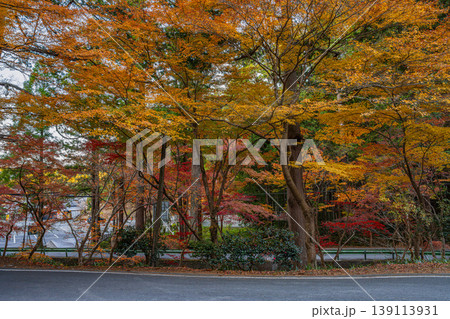 森町の遠江国一宮小國神社の紅葉の風景(静岡県) 森町の遠江国一宮小國神社の紅葉の風景(静岡県) 139113931