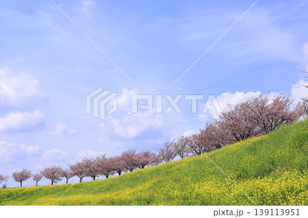 思川沿いの土手に広がる思川桜と菜の花／栃木県 小山市 間々田 139113951