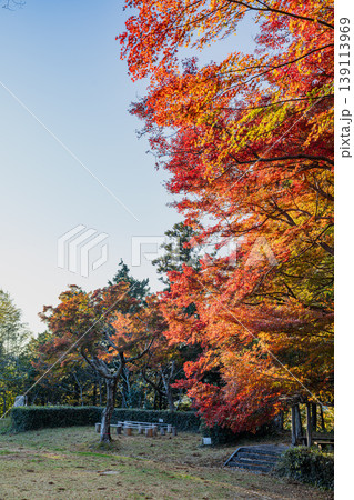 浜松市の鳥羽山公園の紅葉の風景(静岡県) 139113969