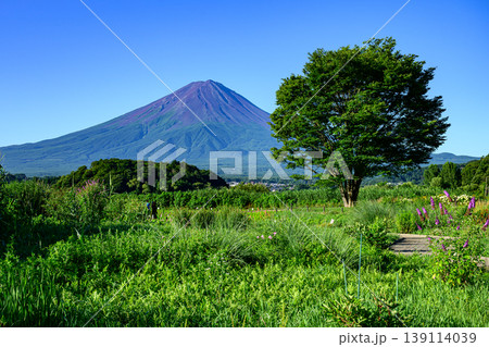 初夏の河口湖大石公園と富士山 初夏の河口湖大石公園と富士山 139114039