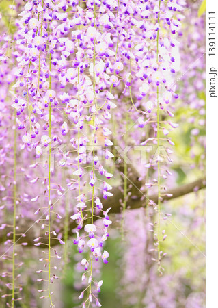 藤の花のある風景 藤の花のある風景 139114111