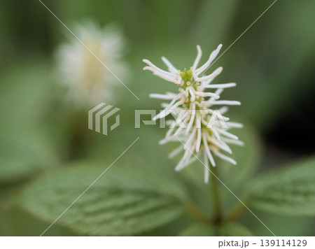 晴れた4月の雑木林にひっそりと咲いた白くて可憐な花「ヒトリシズカ(一人静)」 晴れた4月の雑木林にひっそりと咲いた白くて可憐な花「ヒトリシズカ(一人静)」 139114129