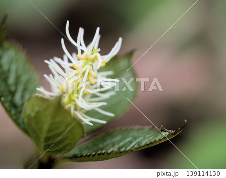 晴れた4月の雑木林にひっそりと咲いた白くて可憐な花「ヒトリシズカ(一人静)」 晴れた4月の雑木林にひっそりと咲いた白くて可憐な花「ヒトリシズカ(一人静)」 139114130