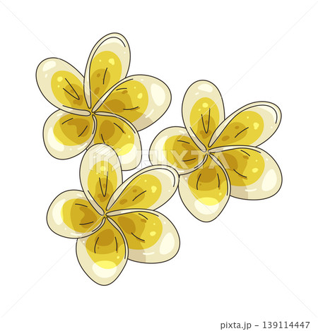 Illustration of frangipani flower 139114447