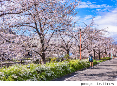 満開の桜 山崎川四季の道(愛知県名古屋市) 日本さくら名所100選 満開の桜 山崎川四季の道(愛知県名古屋市) 日本さくら名所100選 139114479
