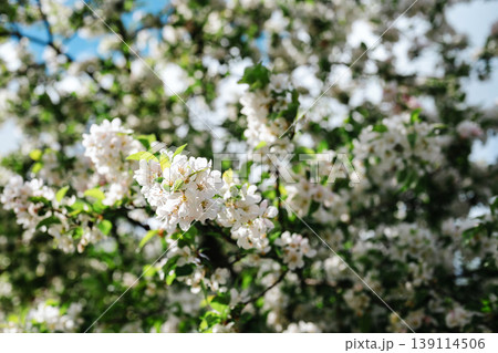 Blooming Apple Tree (Malus domestica), white spring flowers, blue sky background 139114506