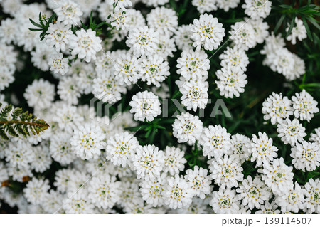 White Candytuft Flowers (Iberis sempervirens), spring garden ground cover, floral background 139114507