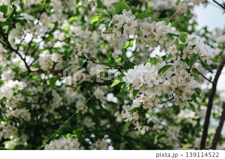 Blooming Apple Tree (Malus domestica), white spring flowers, blue sky background 139114522