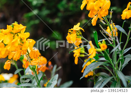 Golden Wallflower Bloom (Erysimum cheiri) in Soft focus, summer yellow floral background 139114523
