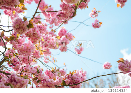 Double pink cherry blossom (Prunus serrulata) Spring bloom floral background against blue sky Double pink cherry blossom (Prunus serrulata) Spring bloom floral background against blue sky 139114524