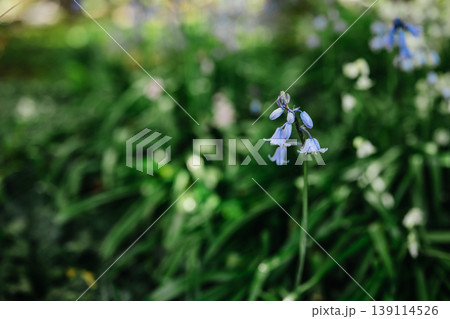 Bluebell purple Flowers (Hyacinthoides non-scripta), spring woodland plant, floral nature background 139114526