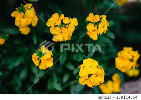 Golden Wallflower Bloom top view (Erysimum cheiri) in Soft focus, summer yellow floral background 139114554