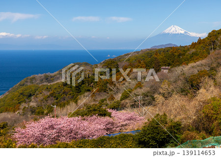 静岡県賀茂郡松崎町石部 眼下に駿河湾、遠くに富士山を望む、満開の河津桜が咲く石部の棚田の景色 静岡県賀茂郡松崎町石部 眼下に駿河湾、遠くに富士山を望む、満開の河津桜が咲く石部の棚田の景色 139114653