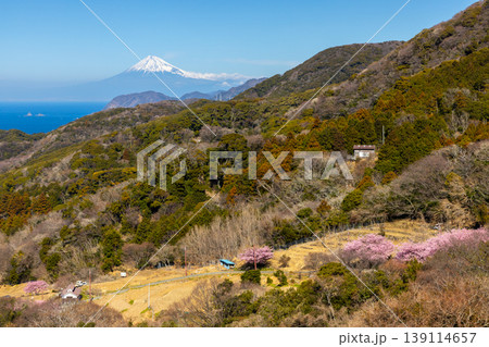 静岡県賀茂郡松崎町石部　眼下に駿河湾、遠くに富士山を望む、満開の河津桜が咲く石部の棚田の景色 139114657