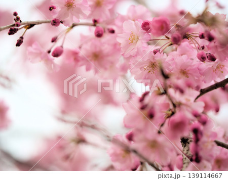 4月に咲いた濃いピンク色のサクラ「ヤエベニシダレ（八重紅枝垂）」 139114667