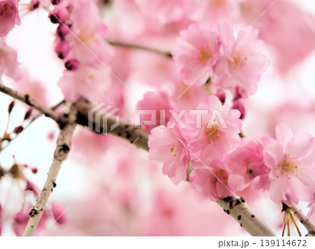 4月に咲いた濃いピンク色のサクラ「ヤエベニシダレ（八重紅枝垂）」 139114672