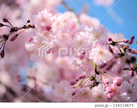 4月に咲いた濃いピンク色のサクラ「ヤエベニシダレ(八重紅枝垂)」 4月に咲いた濃いピンク色のサクラ「ヤエベニシダレ(八重紅枝垂)」 139114673