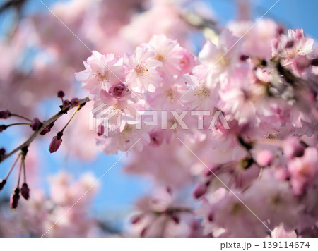 4月に咲いた濃いピンク色のサクラ「ヤエベニシダレ（八重紅枝垂）」 139114674