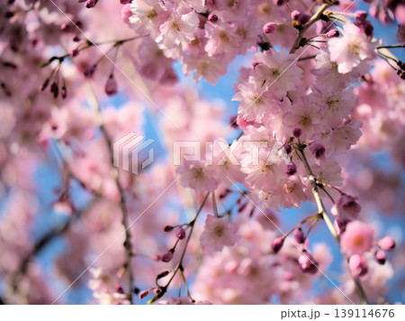 4月に咲いた濃いピンク色のサクラ「ヤエベニシダレ(八重紅枝垂)」 4月に咲いた濃いピンク色のサクラ「ヤエベニシダレ(八重紅枝垂)」 139114676