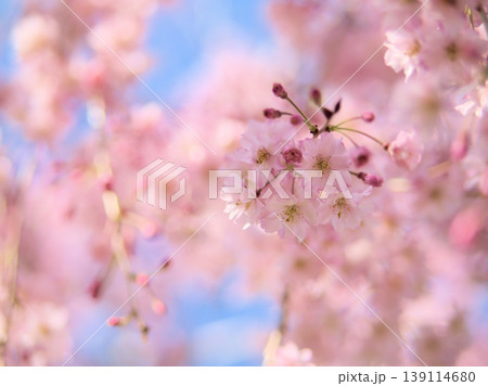 4月に咲いた濃いピンク色のサクラ「ヤエベニシダレ（八重紅枝垂）」 139114680