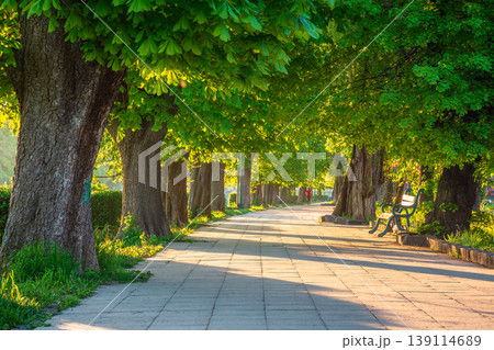area of the old city park. lantern near wooden bench under lush chestnut trees along wide walking path in morning light. empty urban landscape in springtime. cozy place in uzhhorod, ukraine area of the old city park. lantern near wooden bench under lush chestnut trees along wide walking path in morning light. empty urban landscape in springtime. cozy place in uzhhorod, ukraine 139114689