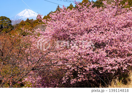 静岡県賀茂郡松崎町石部　遠くに富士山を望む、満開の河津桜が咲く石部の棚田の景色 139114818