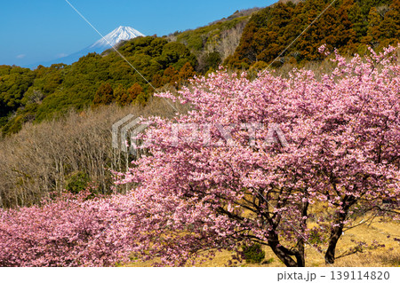 静岡県賀茂郡松崎町石部　遠くに富士山を望む、満開の河津桜が咲く石部の棚田の景色 139114820