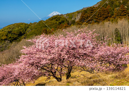 静岡県賀茂郡松崎町石部 遠くに富士山を望む、満開の河津桜が咲く石部の棚田の景色 静岡県賀茂郡松崎町石部 遠くに富士山を望む、満開の河津桜が咲く石部の棚田の景色 139114821