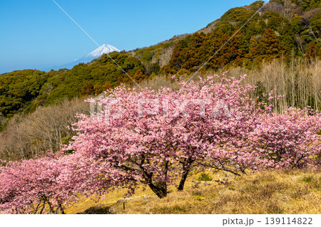 静岡県賀茂郡松崎町石部　遠くに富士山を望む、満開の河津桜が咲く石部の棚田の景色 139114822