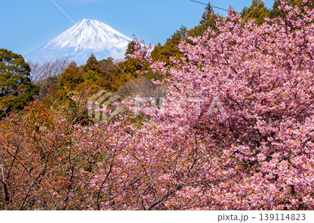 静岡県賀茂郡松崎町石部　遠くに富士山を望む、満開の河津桜が咲く石部の棚田の景色 139114823